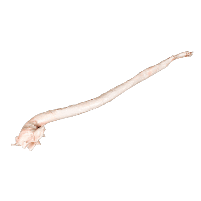 aorta INTERNATIONAL CASING PRODUCTS, S.L.U. 10.025510/Z⠀SPAIN