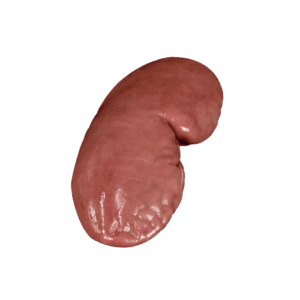 kidney INTERNATIONAL CASING PRODUCTS, S.L.U. 10.025510/Z⠀SPAIN