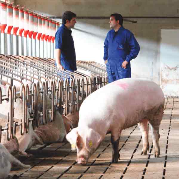 10.025510/Z⠀⠀INTERNATIONAL CASING PRODUCTS, S.L.U.