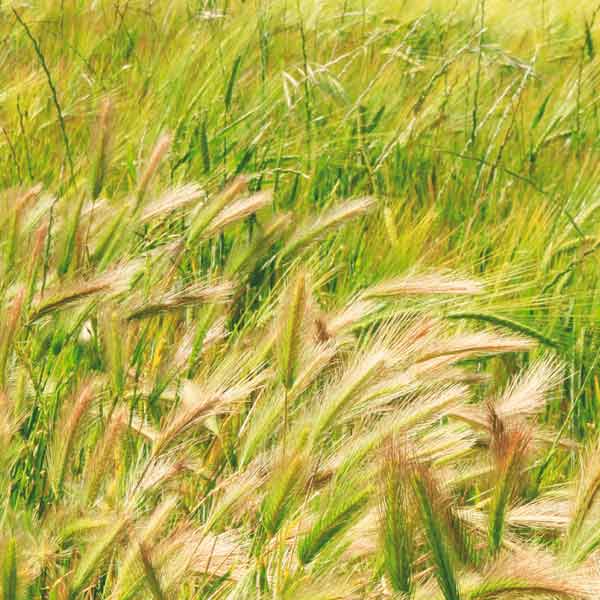 10.025510/Z⠀⠀INTERNATIONAL CASING PRODUCTS, S.L.U.