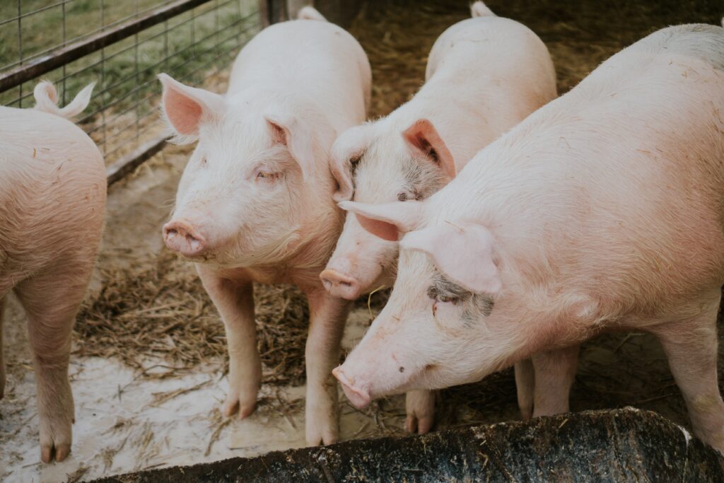 Iberian pork meat exported from spain