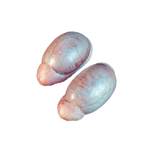 testicles INTERNATIONAL CASING PRODUCTS, S.L.U. 10.025510/Z⠀SPAIN