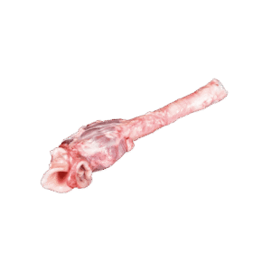 trachea without hyoid INTERNATIONAL CASING PRODUCTS, S.L.U. 10.025510/Z⠀SPAIN